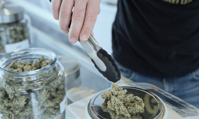 canadian medical cannabis unsplash get budding