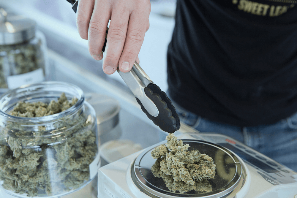 canadian medical cannabis unsplash get budding