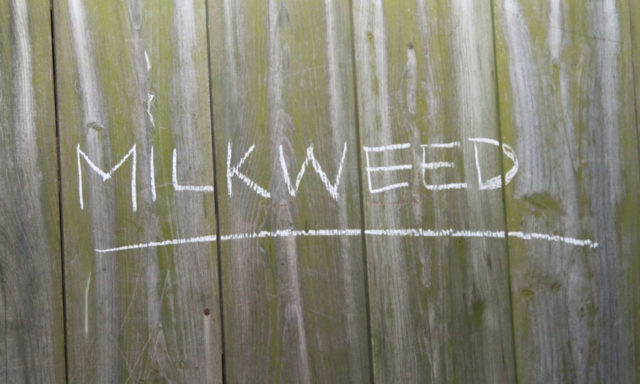 MILKWEED Canadian Cannabis Accessories Toronto Ontario Weed